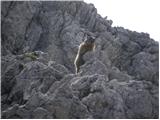 Rifugio Selvapiana I.Lunelli - Croda Sora I Colesei / Arzalpenkopf