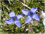 Resasti sviščevec (Gentianella ciliata)