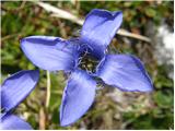 Resasti sviščevec (Gentianella ciliata)