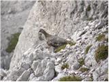 Rock ptarmigan (Lagopus mutus)