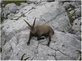 Alpine Ibex (Capra ibex)