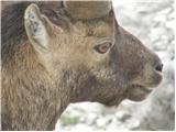 Alpine Ibex (Capra ibex)