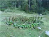 Planina Ravne - Velika Zelenica