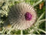 Planina Kuhinja - Batognica