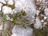 Planika ali očnica (Leontopodium alpinum)