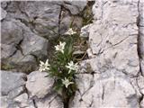 Planika ali očnica (Leontopodium alpinum)