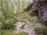 Gozd Martuljek - Kurji vrh