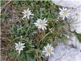 Edelweiss (Leontopodium alpinum)