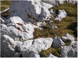 Rock ptarmigan (Lagopus mutus)