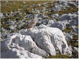 Rock ptarmigan (Lagopus mutus)