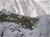 Rock ptarmigan (Lagopus mutus)