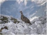 Rock ptarmigan (Lagopus mutus)