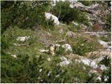 Uskovnica (Lom) - Planina pod Mišelj vrhom