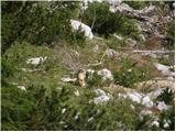 Uskovnica (Razpotje) - Planina pod Mišelj vrhom