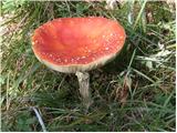 Uskovnica (Lom) - Planina pod Mišelj vrhom