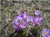 Spring Crocus (Crocus vernus)