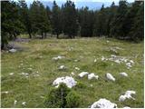 Pečana - Kosmati vrh (Ratitovec)