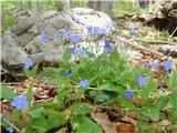 Blue-eyed Mary (Omphalodes verna)