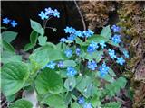 Spomladanska torilnica (Omphalodes verna)