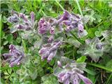 Alpska barčija ali alpska žalujka (Bartsia alpina)