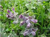 Bartsia alpina