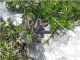 Alpska barčija ali alpska žalujka (Bartsia alpina)