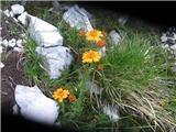 Senecio abrotanifolius