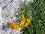 Abraščevolistni ali ozkorogljati grint (Senecio abrotanifolius)