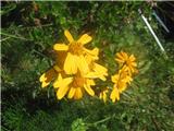 Senecio abrotanifolius