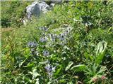 Alpska možina (Eryngium alpinum)