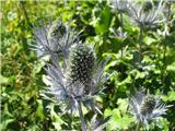 Alpska možina (Eryngium alpinum)