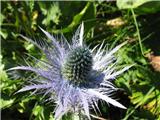 Alpska možina (Eryngium alpinum)