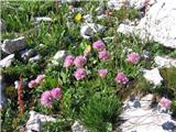 Alpski pečnik (Armeria alpina)