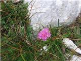 Armeria alpina 