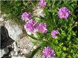 Armeria alpina 