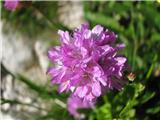 Armeria alpina 