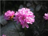 Alpski pečnik (Armeria alpina)