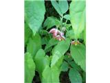 Alpski vimček (Epimedium alpinum)