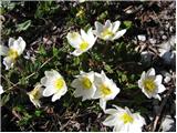 Alpska velesa (Dryas octopetala)