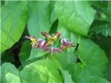 Alpski vimček (Epimedium alpinum)