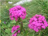 Brkati klinček (Dianthus barbatus)