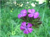 Brkati klinček (Dianthus barbatus)