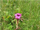 Brkati klinček (Dianthus barbatus)