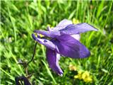 Aquilegia bertolonii