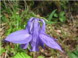 Bertolonijeva ali julijska orlica (Aquilegia bertolonii)