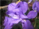 Iris cengialti f. vochinensis