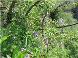 Bohinjska perunika (Iris cengialti f. vochinensis)