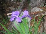 Bohinjska perunika (Iris cengialti f. vochinensis)