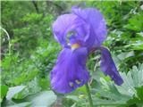 Iris cengialti f. vochinensis