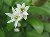 Kobulasto ptičje mleko (Ornithogalum umbellatum)